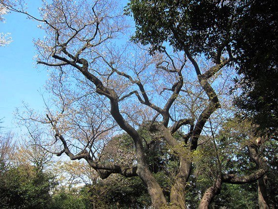 ふれあいウォーク－広町緑地の山桜を訪ねて(2016.03.29)_e0245404_1711288.jpg