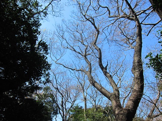 ふれあいウォーク－広町緑地の山桜を訪ねて(2016.03.29)_e0245404_17122079.jpg