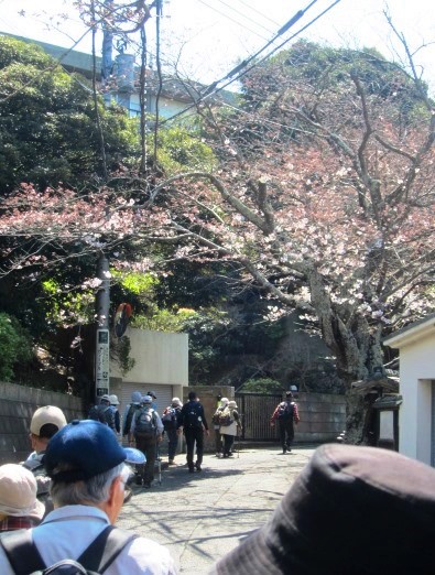 ふれあいウォーク－広町緑地の山桜を訪ねて(2016.03.29)_e0245404_1792270.jpg