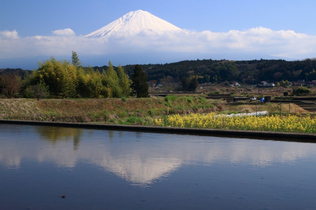 菜の花と富士山_a0188405_21322366.jpg