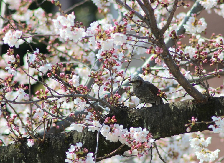 今日の訪問野鳥。（・◇・）_a0116107_1074470.jpg