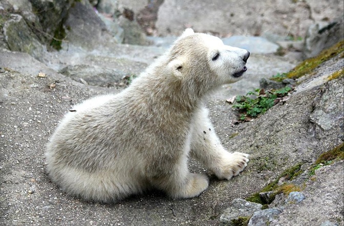 チェコ・ブルノ動物園のコーラ親子の映像を解釈する ～ 育児方法の転換が不十分なコーラお母さん_a0151913_23152326.jpg