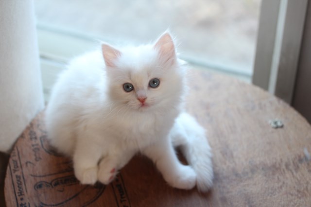 わらわは 満足じゃ クスッと猫ズ生活 わらわは 満足じゃ クスッと猫ズ生活
