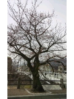 芦屋川の桜は～_f0126121_12345989.jpg