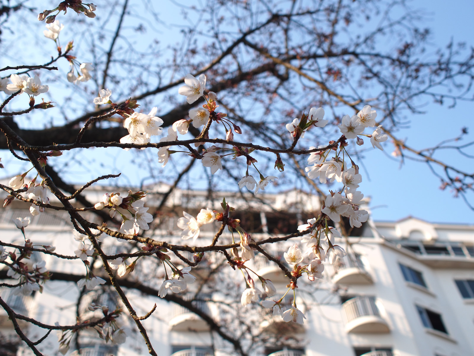 3月28日　夕　王子ヶ岳桜窺い_c0021726_20115655.jpg