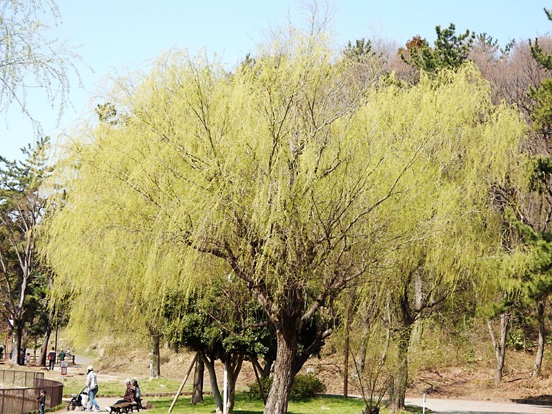 大池公園の桜_e0349629_12523261.jpg