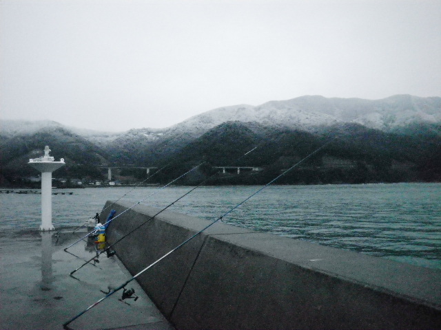 15 12 28 こんなにケムシが増えているとは 福井県釣姫漁港 おれの若いときはなあ