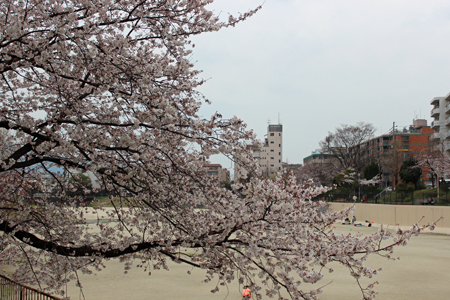 野間大池公園の桜　2016年3月29日_a0129233_18521473.jpg