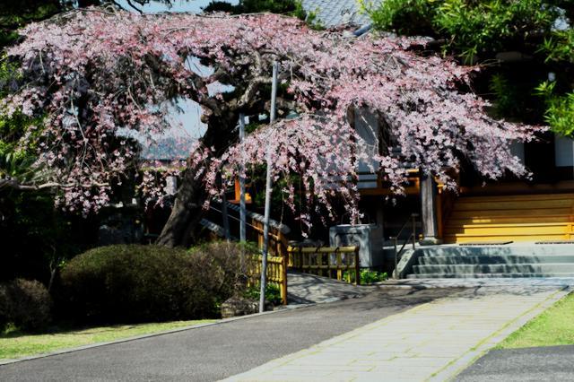 熊谷山蓮生寺さんのしだれ桜が満開直前です。 - 蓮華寺池の隣５