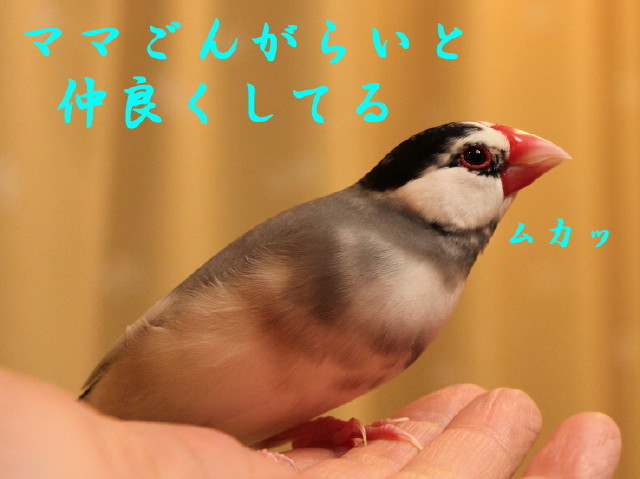 同時放鳥、結構大丈夫な火曜日_c0365734_19560536.jpg