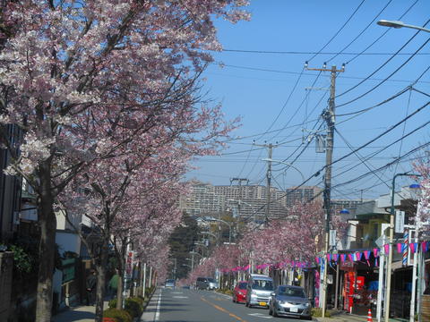 西柴はさくら満開です♪称名寺はこれから_f0232136_11301597.jpg