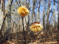 春一番の登山。宇霊羅山に登ろう~太平洋見えた!~_b0206037_09091606.jpg