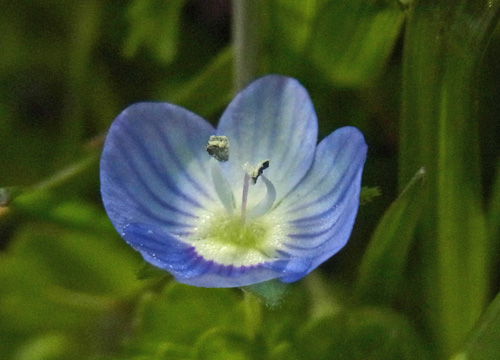 早春の花、新河岸川のオオイヌノフグリ Bird\'s-eye_f0206939_23293640.jpg