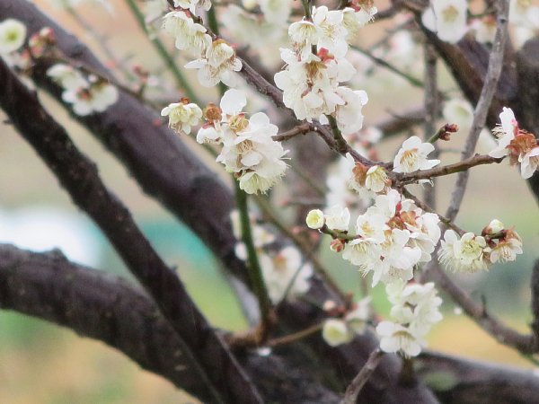 2016年4月3日　メジロが遊びにきてくれました！_b0341140_2024110.jpg