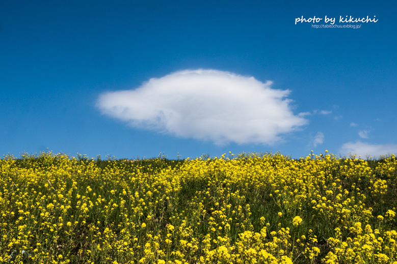 空と雲と菜の花_c0186045_06555960.jpg