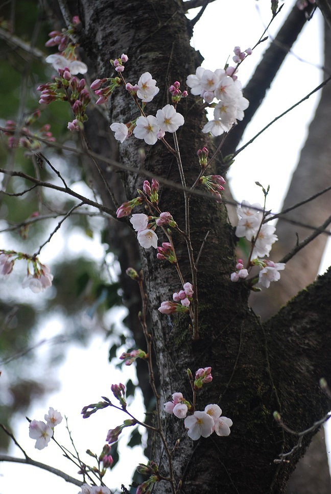 桜の樹の下には_f0000148_17353646.jpg