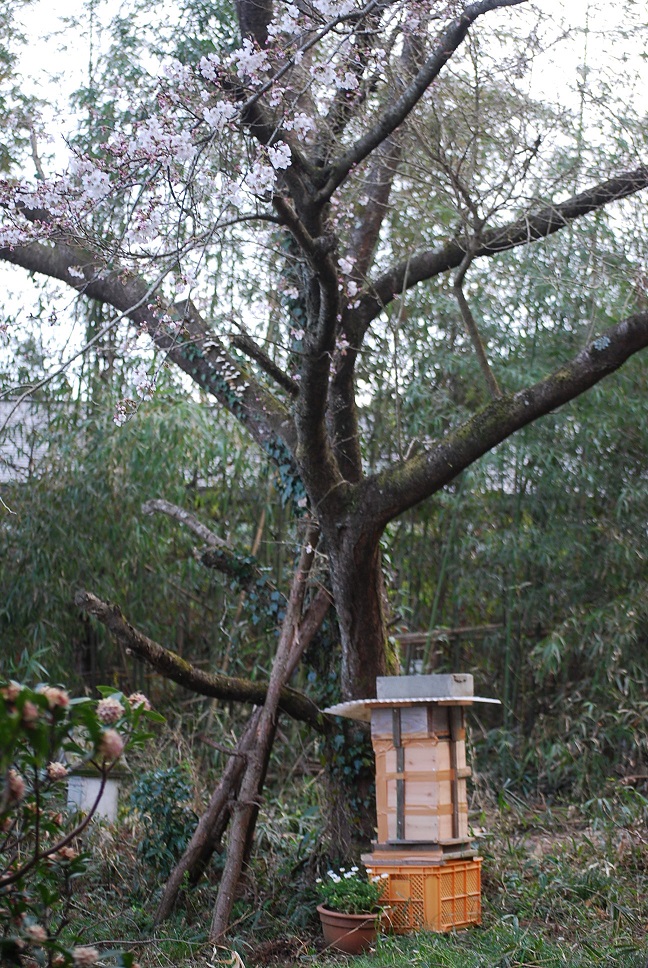 桜の樹の下には_f0000148_17355262.jpg