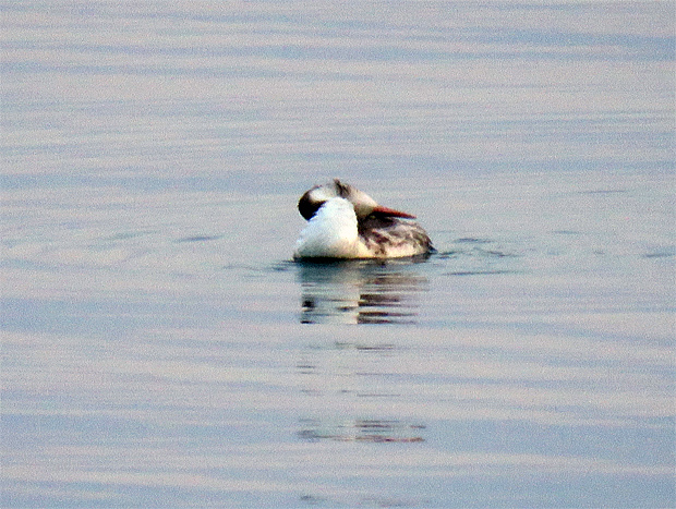 カンムリカイツブリの海①_f0214649_503093.jpg