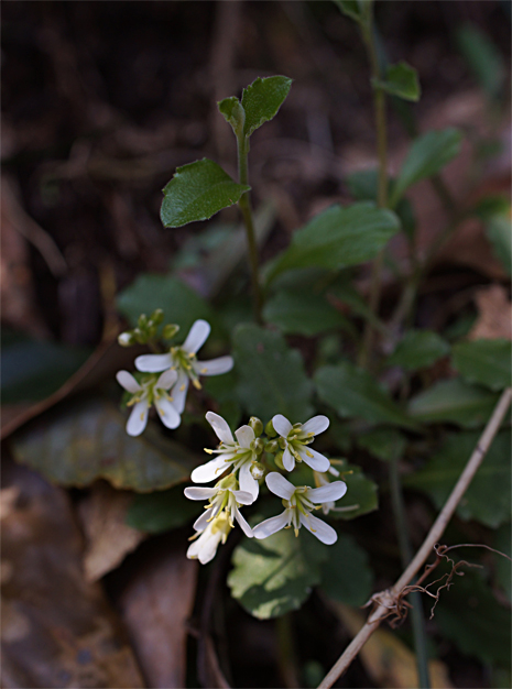 春の花 in 川本_f0214649_5161148.jpg