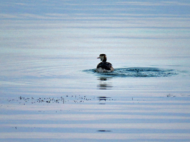 カンムリカイツブリの海①_f0214649_574448.jpg