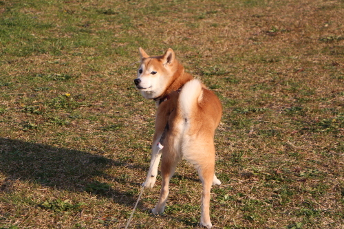 私にはさなちゃんの声が分かるらしい・・・_f0245650_07263779.jpg