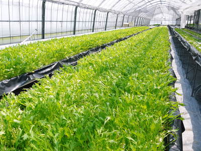 水耕栽培 無農薬で育てた朝採りサラダほうれん草、サラダリーフ、サラダ水菜!販売スタート!!_a0254656_1794847.jpg
