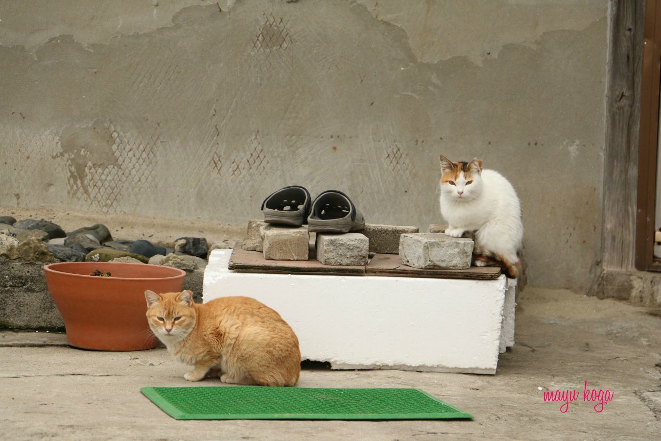ごめんくださ~い_e0255060_00014784.jpg