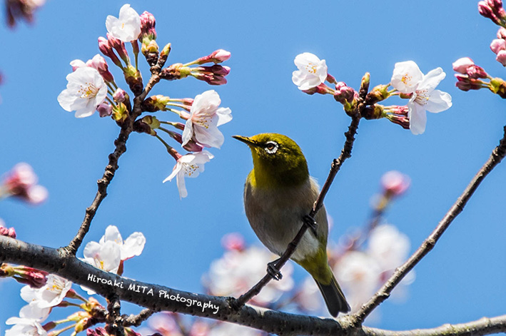 咲き始めの季節(Nikon Df 試し撮り)_d0040267_21382438.jpg