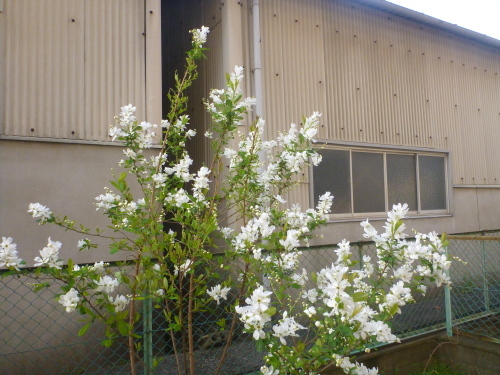 d0047569_11312282.jpg