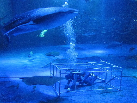 水族館はお好きですか。_b0141773_2353567.jpg