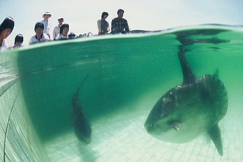 水族館はお好きですか。_b0141773_23554045.jpg
