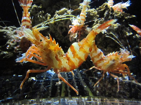水族館はお好きですか。_b0141773_2356558.jpg