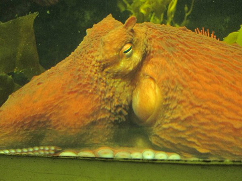 水族館はお好きですか。_b0141773_23572179.jpg