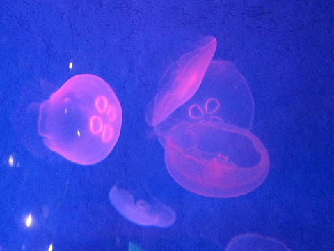 水族館はお好きですか。_b0141773_2357435.jpg