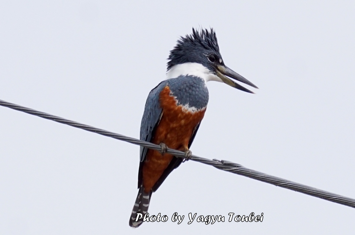 この国最大のカワセミ Ringed Kingfisher （リングド　キングフィッシャー）_b0132475_745618.jpg