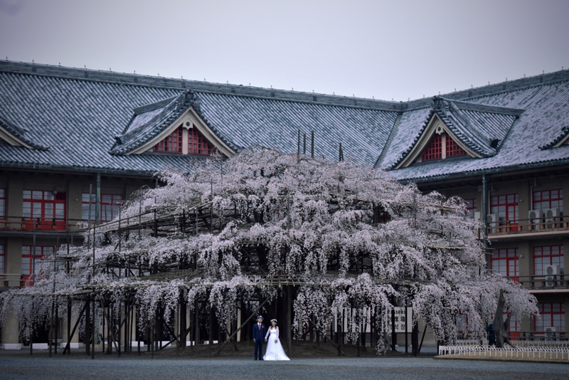 桜の前撮り・ドレスとスーツで馬見丘陵公園の桜と古墳と藤原宮跡の菜の花と天理教教会本部のしだれ桜での撮影16.3.29_c0324376_20263651.jpg