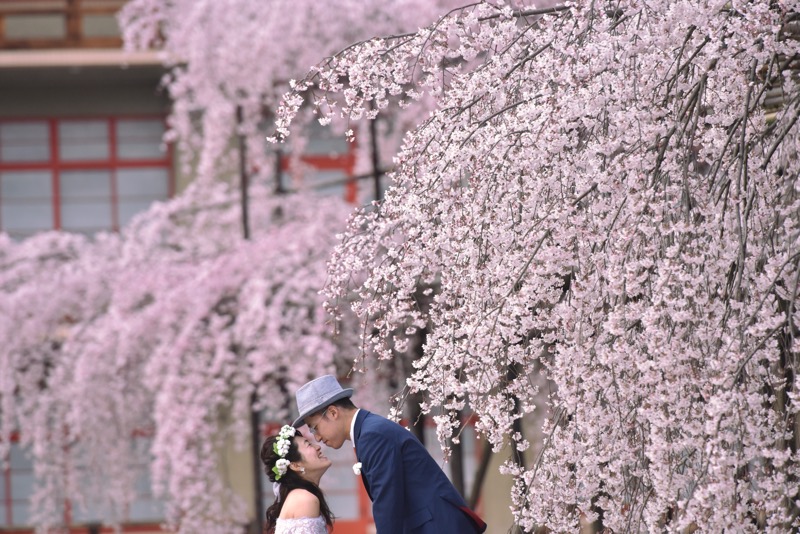 桜の前撮り・ドレスとスーツで馬見丘陵公園の桜と古墳と藤原宮跡の菜の花と天理教教会本部のしだれ桜での撮影16.3.29_c0324376_20264746.jpg