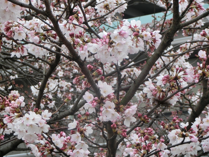 a0199979_20262299.jpg