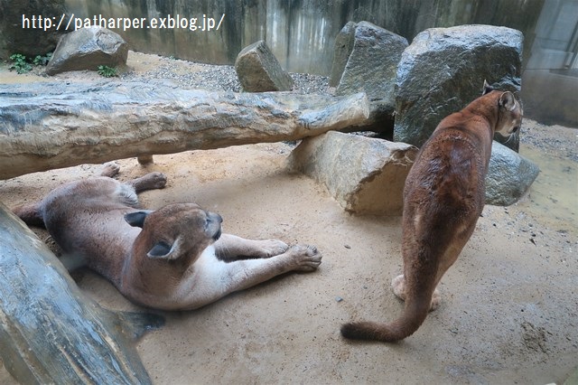 ２０１６年２月　とくしま動物園　その１ 大雨の土曜日_a0052986_23251417.jpg