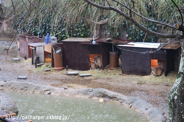 ２０１６年２月　とくしま動物園　その２　レッドパンダのリンゴタイム_a0052986_23484816.jpg