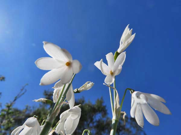 森でのお散歩、野の花たち_e0092286_221776.jpg