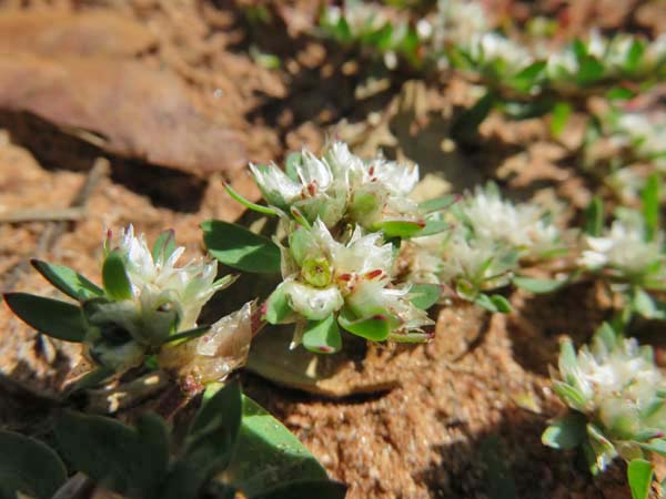 森でのお散歩、野の花たち_e0092286_2222763.jpg