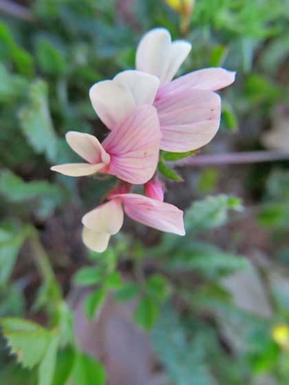 森でのお散歩、野の花たち_e0092286_22251099.jpg