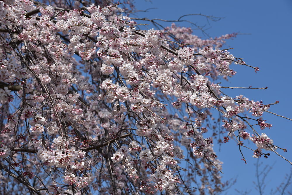 桜めぐり_f0202686_18280821.jpg