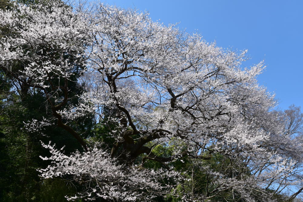 桜めぐり_f0202686_18283580.jpg