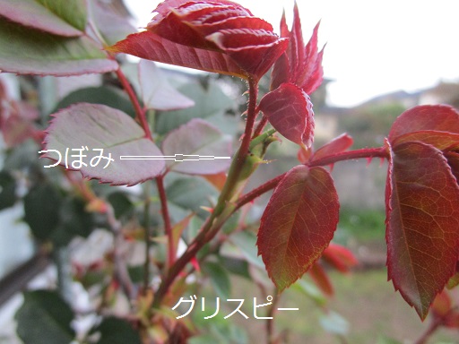 a0143388_11565097.jpg