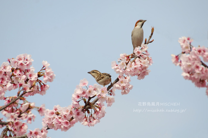 大寒桜ニュウナイスズメのお嬢ちゃま_a0323488_00391356.jpg