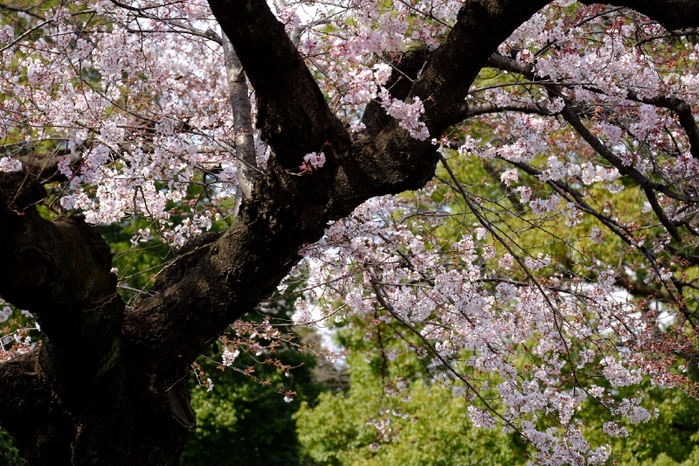 上野の桜_b0195589_11292892.jpg