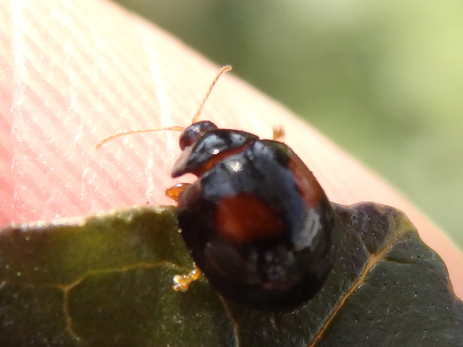 ヘリグロテントウノミハムシ Argopistes Coccinelliformis 写ればおっけー コンデジで虫写真 ヘリグロテントウノミハムシ Argopistes Coccinelliformis 写ればおっけー コンデジで虫写真