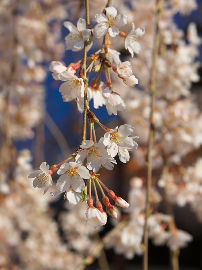 桜だより2016～本満寺～(3/27)_d0026589_228371.jpg